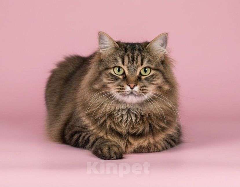 Кошки в Москве: Спасите Маша Девочка, Бесплатно - фото 2