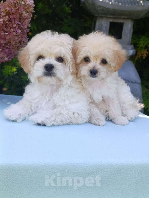 Собаки в Краснознаменске: Продаю щенков мальтипу Мальчик, 80 000 руб. - фото 2