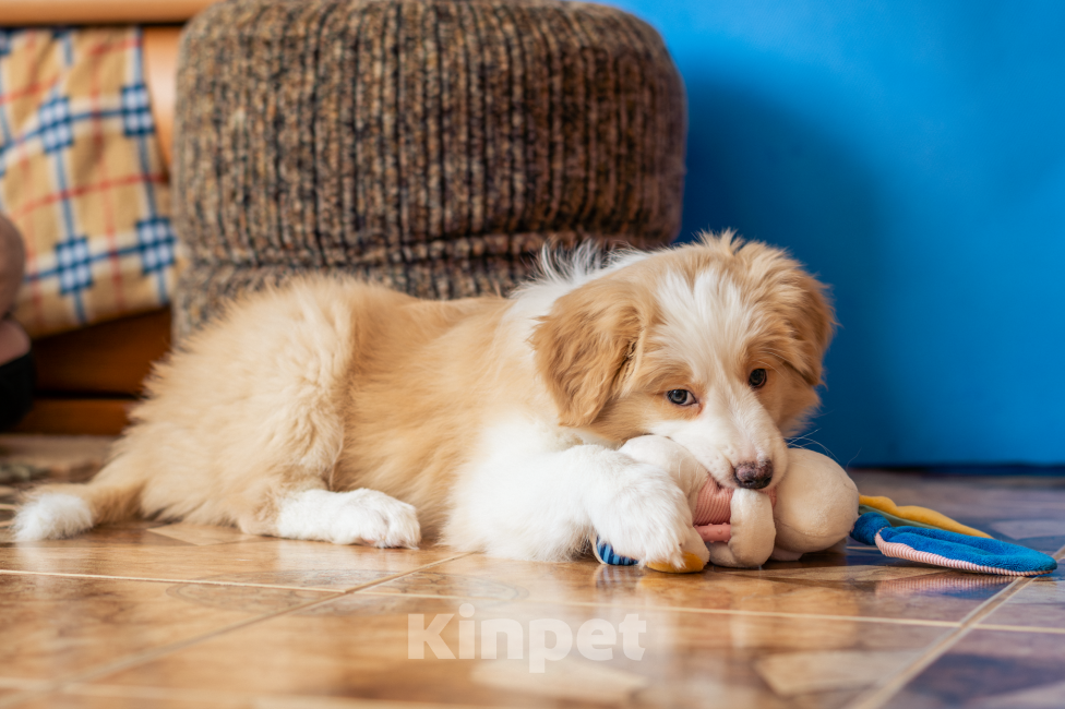 Собаки в Калининграде: Бордер-колли щенок Девочка, 90 000 руб. - фото 4