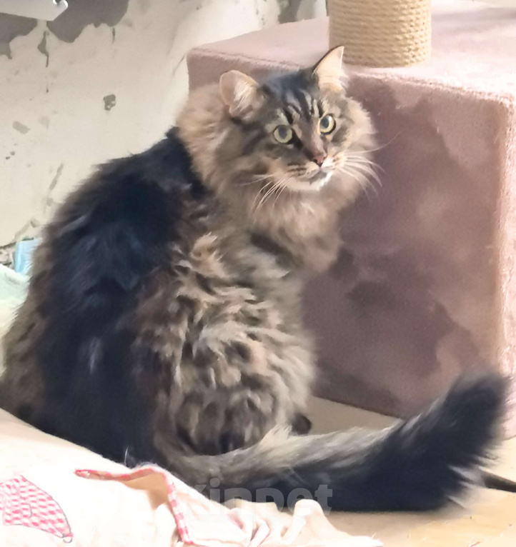 Кошки в Москве: Ласковая кошечка Анфиса ищет семью Девочка, Бесплатно - фото 5