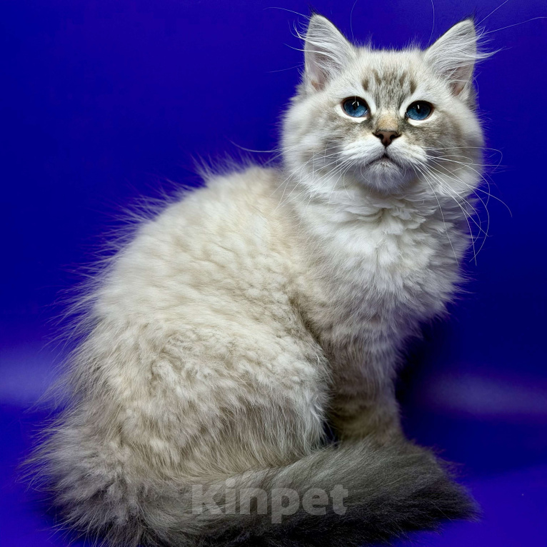 Кошки в Москве: Baron порода Невская маскарадная Мальчик, Бесплатно - фото 1