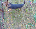 Собаки в Омске: Сторожевой пёс Мальчик, 1 руб. - фото 3