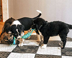 Собаки в Москве: Расстрелянная Айза со щенками из Дагестана ищут дом Девочка, 10 руб. - фото 3