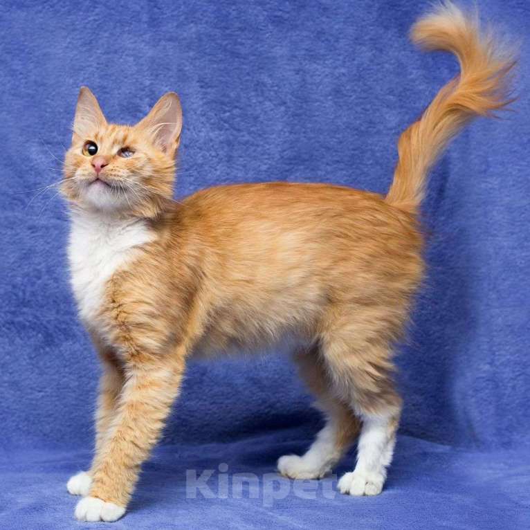 Кошки в Москве: Неужели никогда не полюбят? Мальчик, Бесплатно - фото 5