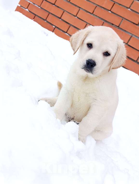 Собаки в Новосибирске: Щенок лабрадора Девочка, 50 000 руб. - фото 1