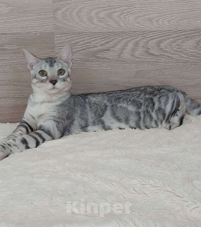 Кошки в Москве: Бенгальские котята  Мальчик, Бесплатно - фото 10