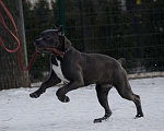 Собаки в Воронеже: Кане корсо, девочка Девочка, 70 000 руб. - фото 3
