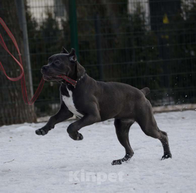 Собаки в Воронеже: Кане корсо, девочка Девочка, 70 000 руб. - фото 3
