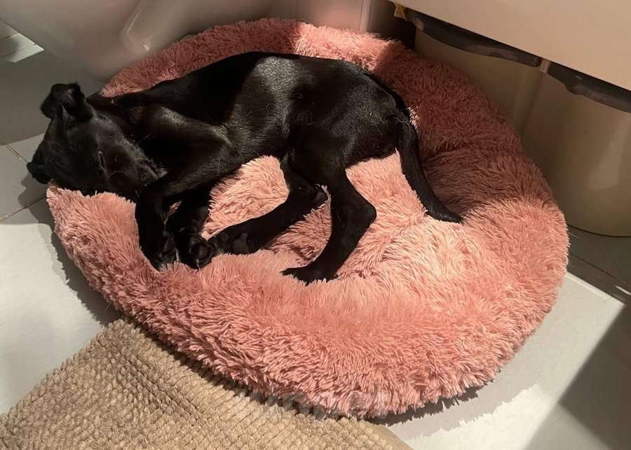 Собаки в Москве: Щенок ищет свою семью. Мальчик, Бесплатно - фото 5