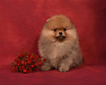 Собаки в Москве: Померанский карликовый шпиц мальчик Мальчик, 45 000 руб. - фото 3
