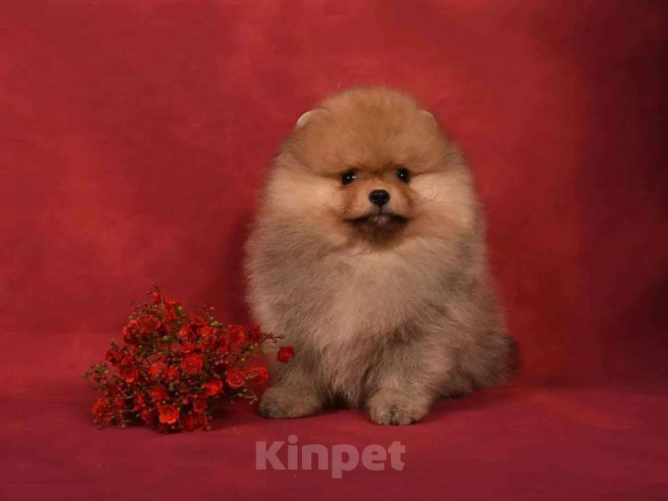 Собаки в Москве: Померанский карликовый шпиц мальчик Мальчик, 45 000 руб. - фото 3