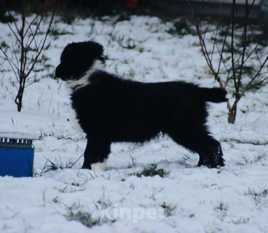 Собаки в других городах Московской области: Щенки Бордер Колли  Девочка, 90 000 руб. - фото 4
