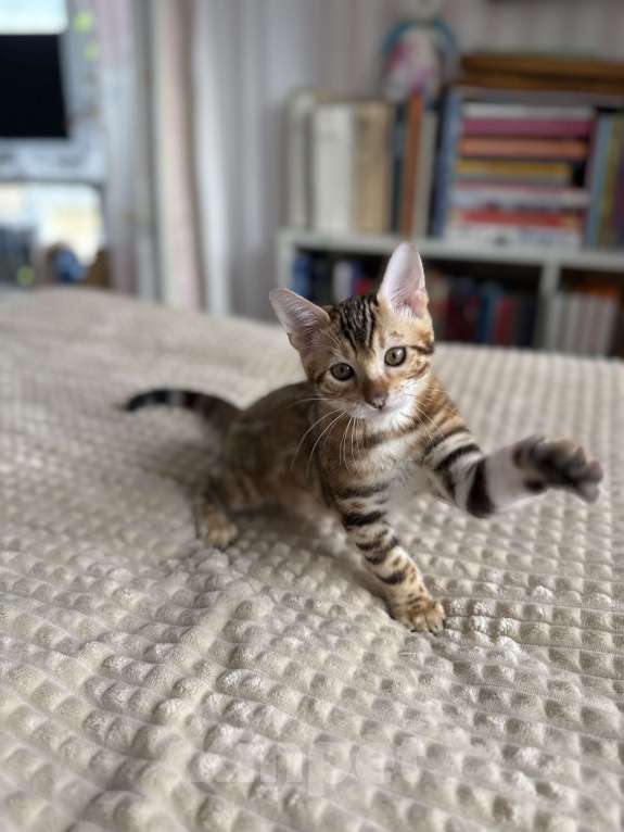 Кошки в Пскове: Гарфильд Мальчик, 45 000 руб. - фото 2