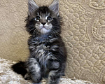 Кошки в Ливны: Котята Мейн Кун из питомника, 40 000 руб. - фото 2