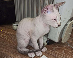 Кошки в Ачинске: Донской сфинкс продам, 4 000 руб. - фото 1
