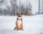 Собаки в Москве: Харди из приюта ищет дом Мальчик, 1 руб. - фото 3