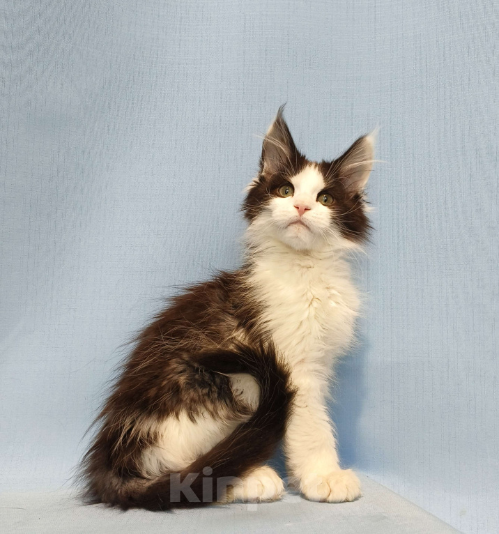 Кошки в Москве: Котёнок Мейн-Кун полидакт 6/6/6/6 Мальчик Мальчик, 90 000 руб. - фото 6