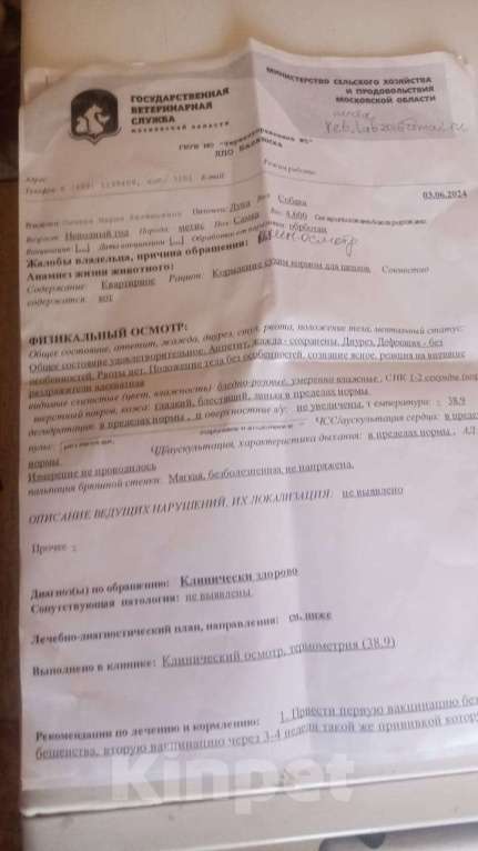 Собаки в Балашихе: Игривая девочка,ищет дом  Девочка, Бесплатно - фото 2