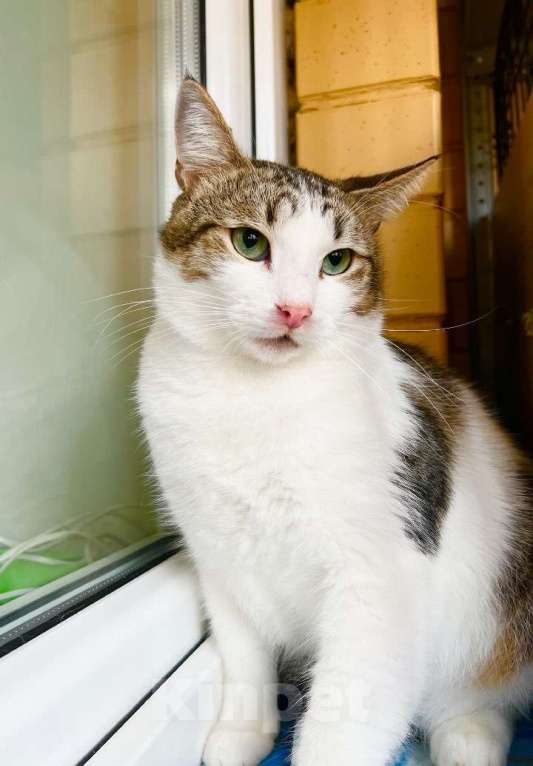 Кошки в Москве: Любопытный котик Зефир в добрые руки Мальчик, Бесплатно - фото 7