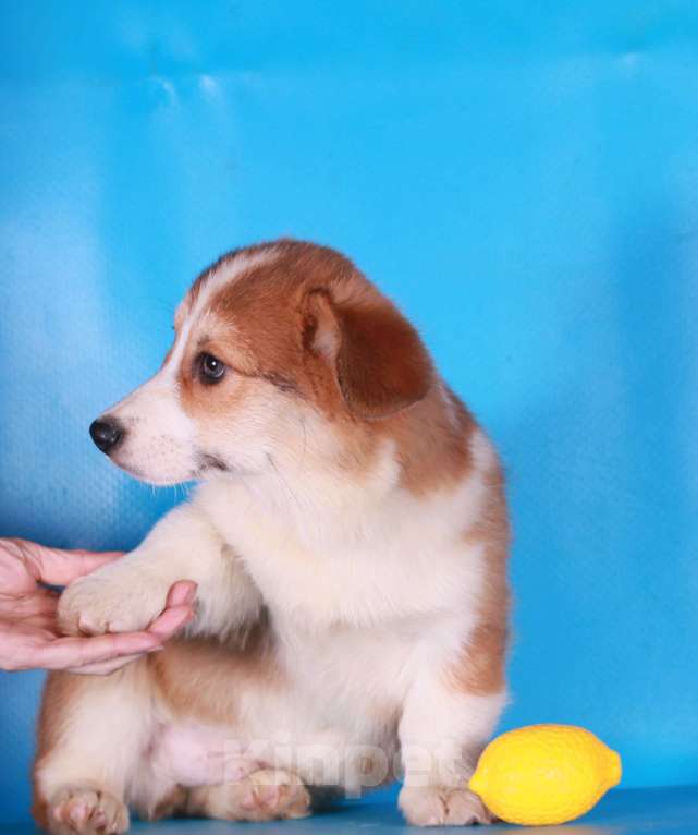 Собаки в Москве: вельш корги пемброк щенки Мальчик, 90 000 руб. - фото 2