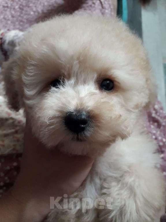 Собаки в Москве: Той пудель, мальчик, крем Мальчик, 25 000 руб. - фото 2