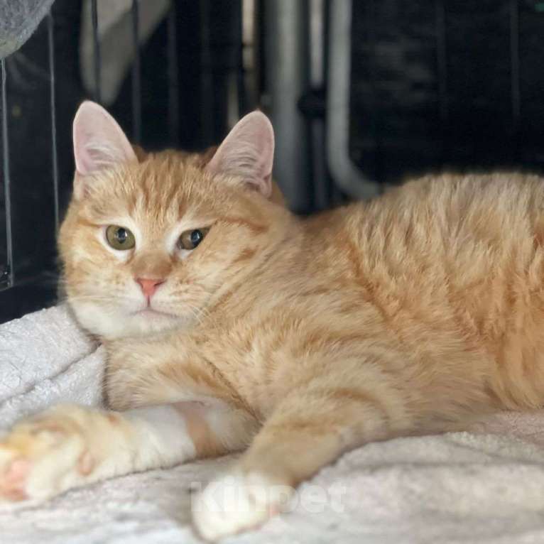 Кошки в Москве: Рыжий котенок-подросток ищет дом! Мальчик, Бесплатно - фото 3