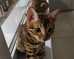Кошки в Москве: Бенгальский котёнок 3 мес Мальчик, 35 000 руб. - фото 1