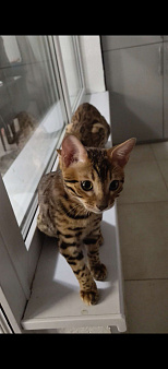 Бенгальский котёнок 3 мес
