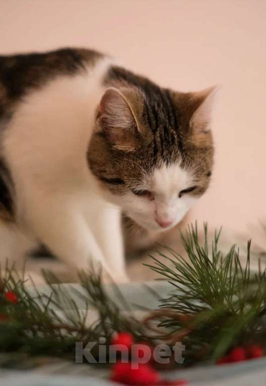 Кошки в Санкт-Петербурге: Герда Девочка, Бесплатно - фото 2