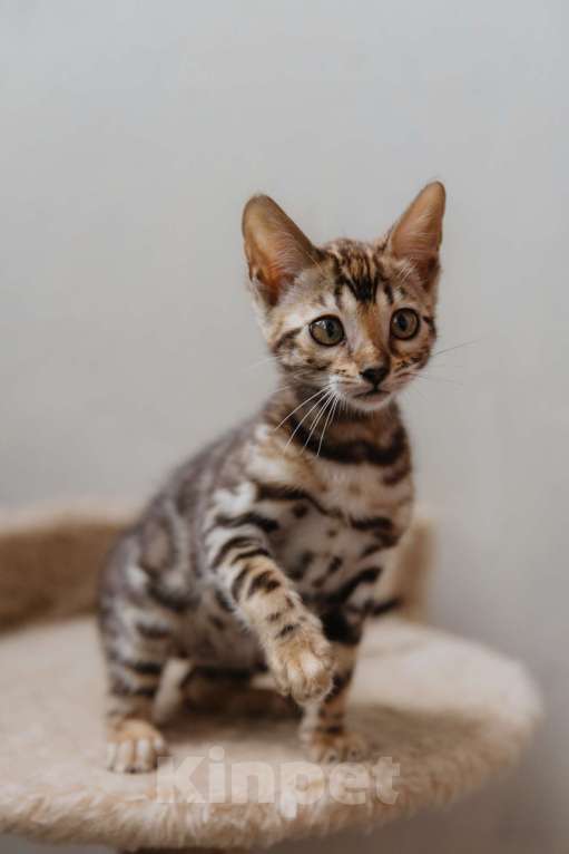 Кошки в Санкт-Петербурге: Девочка 1 (розетка на золоте) Девочка, 40 000 руб. - фото 2