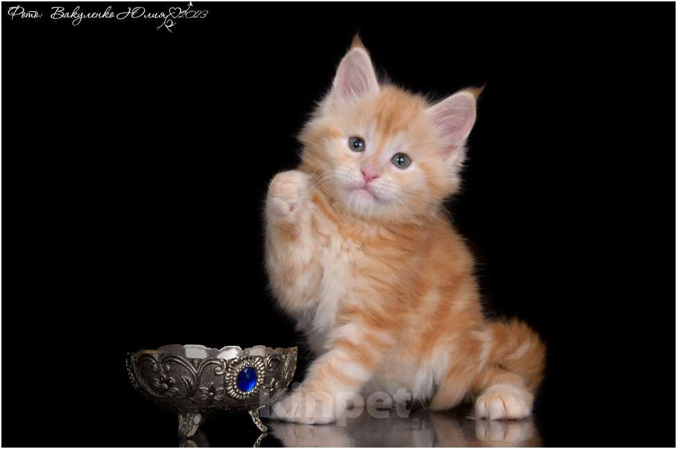Кошки в Краснодаре: Мейн-кун Мальчик, 45 000 руб. - фото 1