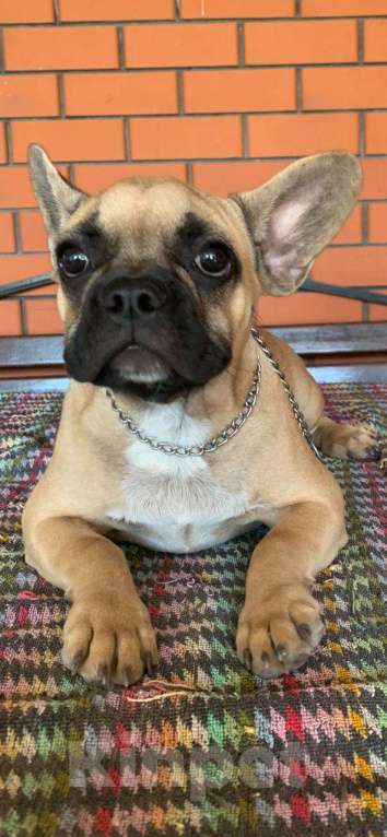 Собаки в Сальске: Щенок французского бульдога Мальчик, 25 000 руб. - фото 2