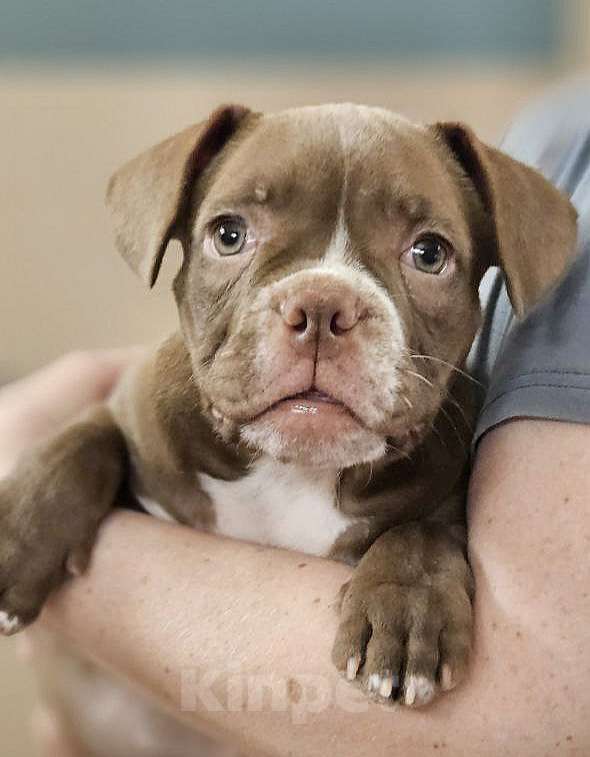 Собаки в Новосибирске: Шоколаднач булочка Девочка, Бесплатно - фото 4