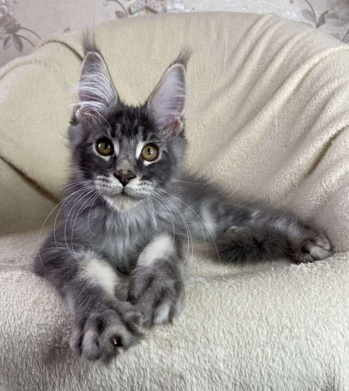 Кошки в Дмитрове: Голубой тикированный мальчик мейн кун Xanti Мальчик, 30 000 руб. - фото 4
