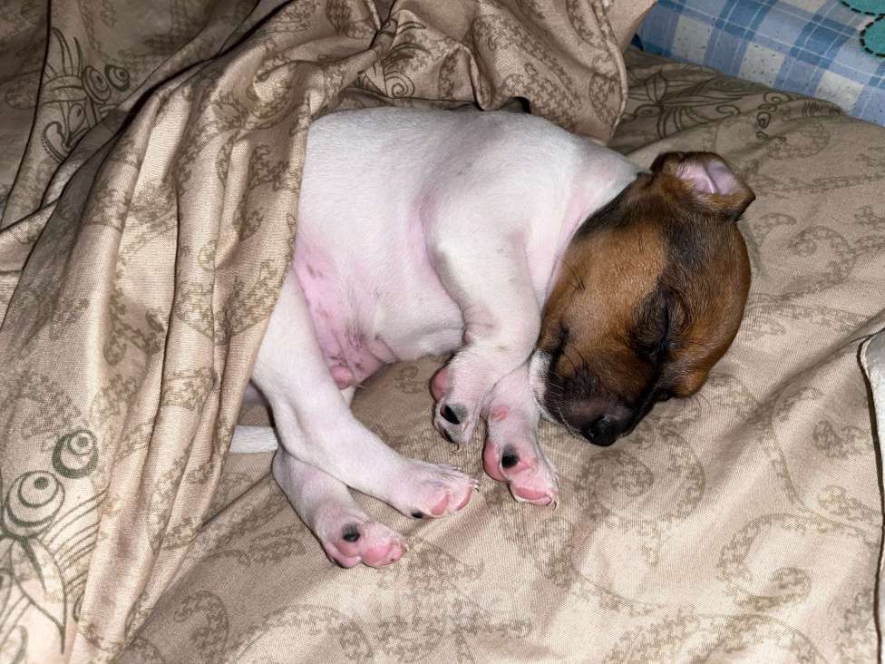 Собаки в Лобне: Продам щенка , Чистокровный Джек Рассел. Мальчик, 20 000 руб. - фото 4