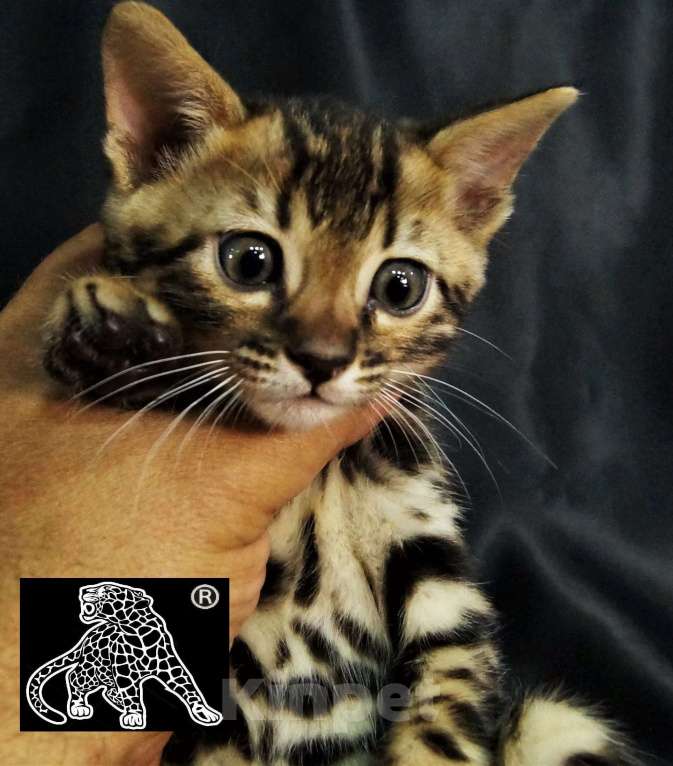 Кошки в Петропавловске-Камчатском: Бенгальский котик. ШОУ. Профессиональный питомник. Мальчик, Бесплатно - фото 2