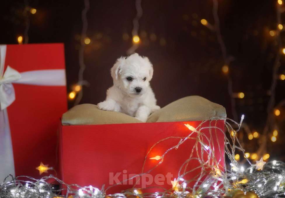 Собаки в Омске: Готовы к переезду щенки Бишон-фризе Мальчик, Бесплатно - фото 2