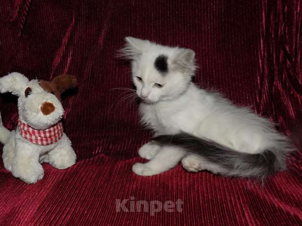 Кошки в Москве: Турецкий ван, котята Мальчик, 15 000 руб. - фото 9