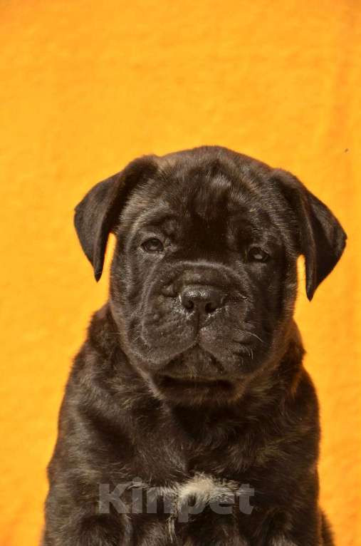 Собаки в Тобольске: Щенки бульмастифа Девочка, Бесплатно - фото 3