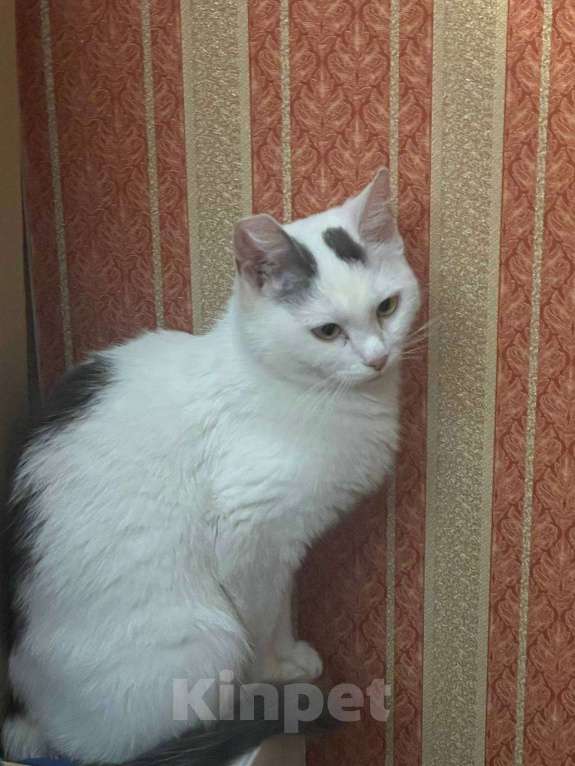 Кошки в Москве: найдена кошка в СЗАО Девочка, Бесплатно - фото 2