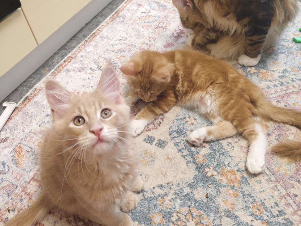 Кошки в Балашихе: Продам котят породы Мейн кун Мальчик, 25 000 руб. - фото 3