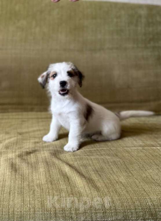 Собаки в Москве: Жесткошерстный Джек Рассел Терьер Девочка, 35 000 руб. - фото 1