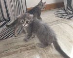 Кошки в Краснодаре: Кошечка в добрые руки даром Девочка, Бесплатно - фото 2
