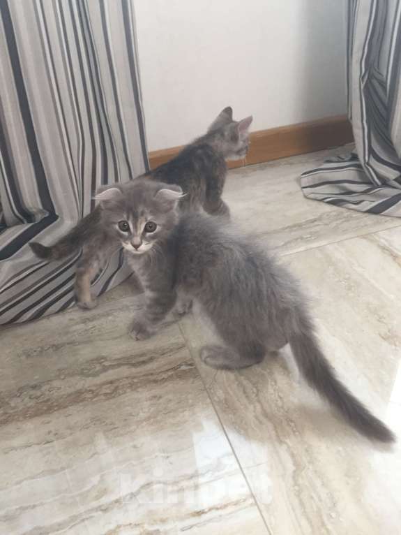 Кошки в Краснодаре: Кошечка в добрые руки даром Девочка, Бесплатно - фото 2