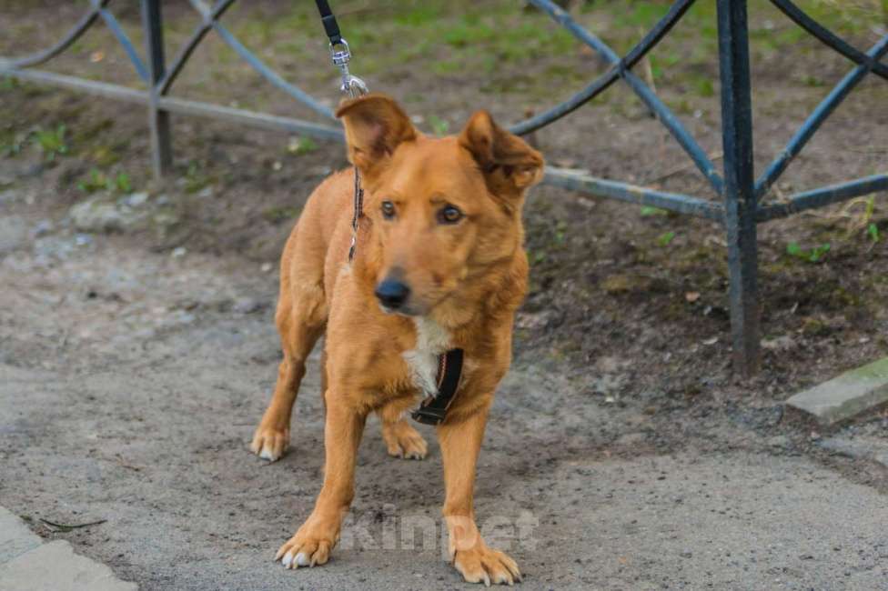 Собаки в Санкт-Петербурге: Красивый маленький воспитанный пёсик Мальчик, Бесплатно - фото 8