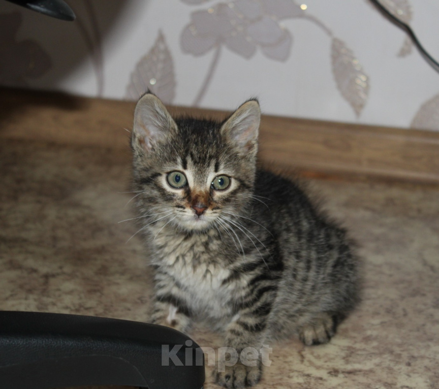 Кошки в Москве: Слойка ищет любящих хозяев Девочка, Бесплатно - фото 3