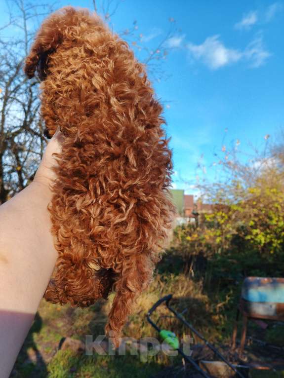 Собаки в Москве: Девочка той-пуделя с РКФ Девочка, 150 000 руб. - фото 3