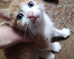 Кошки в Новочеркасске: Котёнок Мальчик, Бесплатно - фото 1