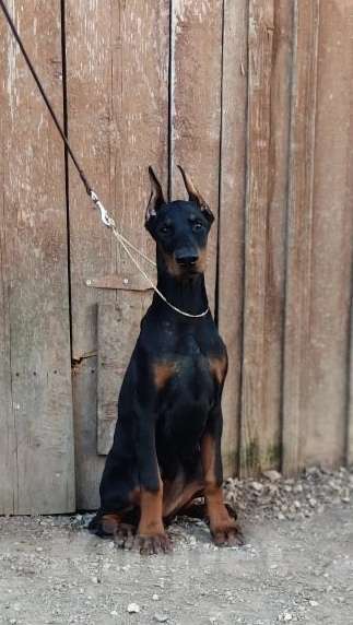 Собаки в Санкт-Петербурге: Щенок добермана Девочка, 100 000 руб. - фото 2