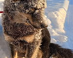 Собаки в других городах Ленинградской области: Пушистое чудо Девочка, Бесплатно - фото 4